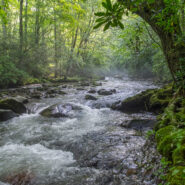 Bradley Fork and Smokemont Loop Trails, Great Smoky Mountains National Park