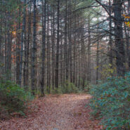 Burnt Mountain Trail, Little River Trail, Cedar Rock Trail, DuPont State Forest