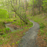 Sycamore Cove Trail, Pisgah National Forest