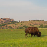 Help the National Forest Foundation bring a bison webcam to Midewin National Tallgrass Prairie